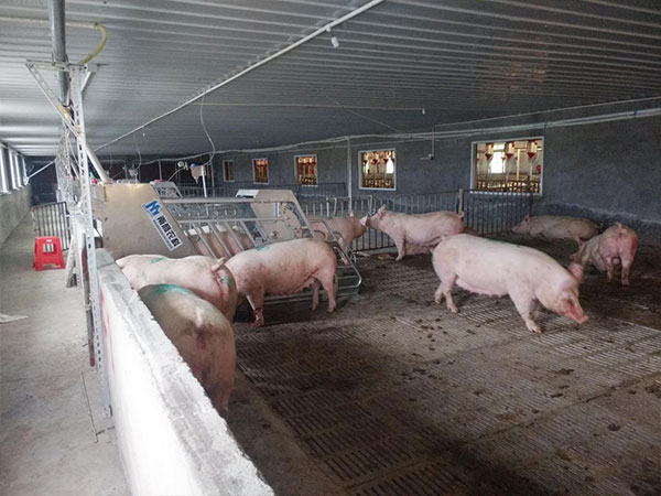 母豬小群養電子飼喂站怎么在國內外實踐