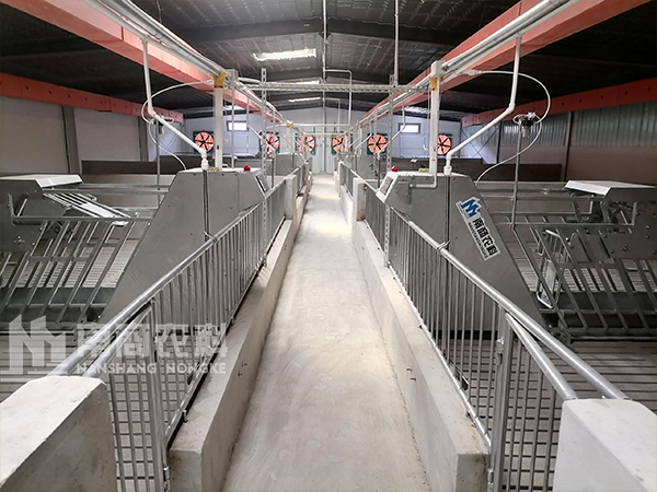 養(yǎng)母豬豬舍怎么建設(shè)和設(shè)計