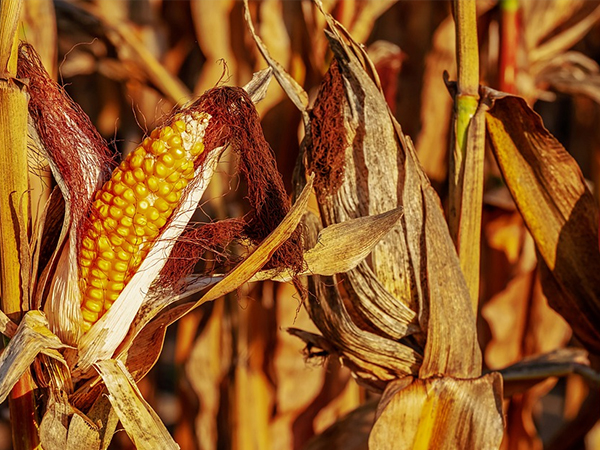 飼料漲勢不停，智能設(shè)備助力尋找養(yǎng)豬業(yè)的下一個出路口？