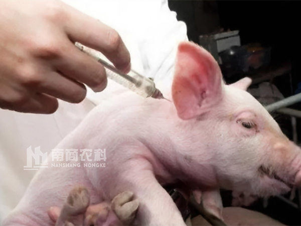 秋冬季養豬口蹄疫怎么做預防效果最好？