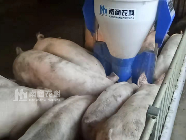 傳統(tǒng)料槽VS智能粥料器，養(yǎng)豬效益能否”彎道超車“？